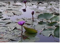 বিবেকের আয়না—প্রকৃতির পাওনা ও আমাদের দায়